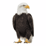 Discover the bald eagle, national bird of the USA, with facts about its symbolism, habitat, diet, speed, lifespan, and national importance.