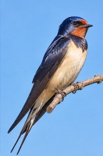 Estonia's National Bird — The Barn Swallow