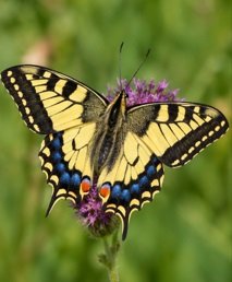Estonia's National Butterfly — The Swallowtail