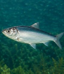 Estonia's National Fish — The Baltic Herring