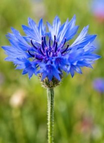 Estonia's National Flower — The Cornflower
